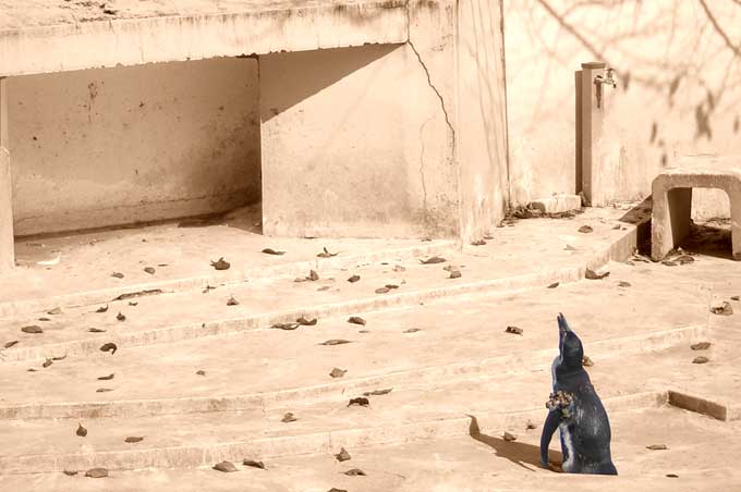 上を向いたペンギン